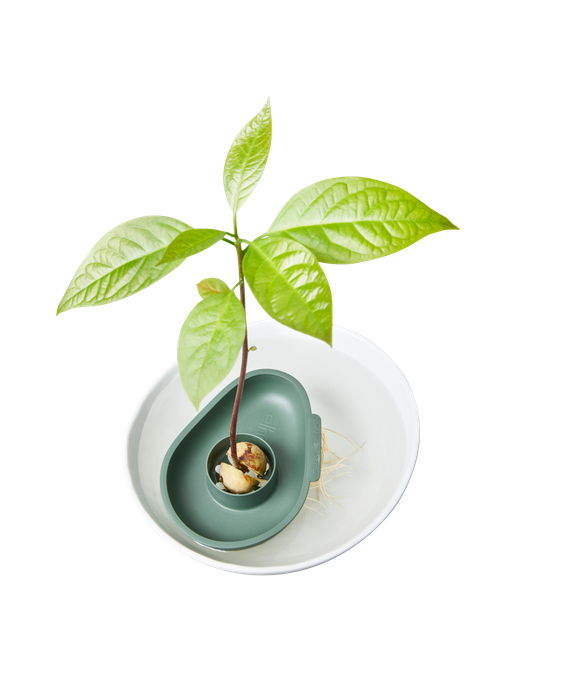 amazing avocado floater leaf green